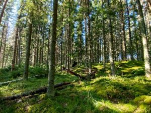 Haapasaaren sammalpeitteistä metsää
