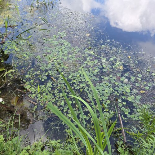 Kohteen Terveiset kesän luontokartoituksilta! pääkuva